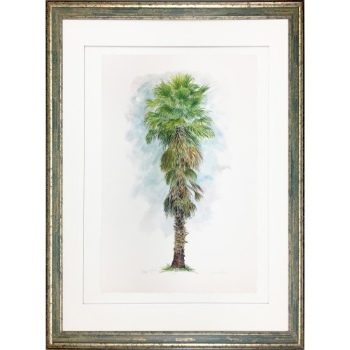 CL- SABAL PALM